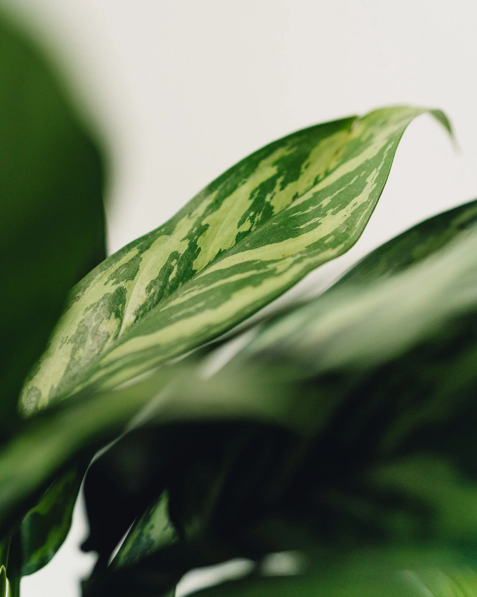 Aglaonema Cutlass "Chinese Evergreen" - Image 4