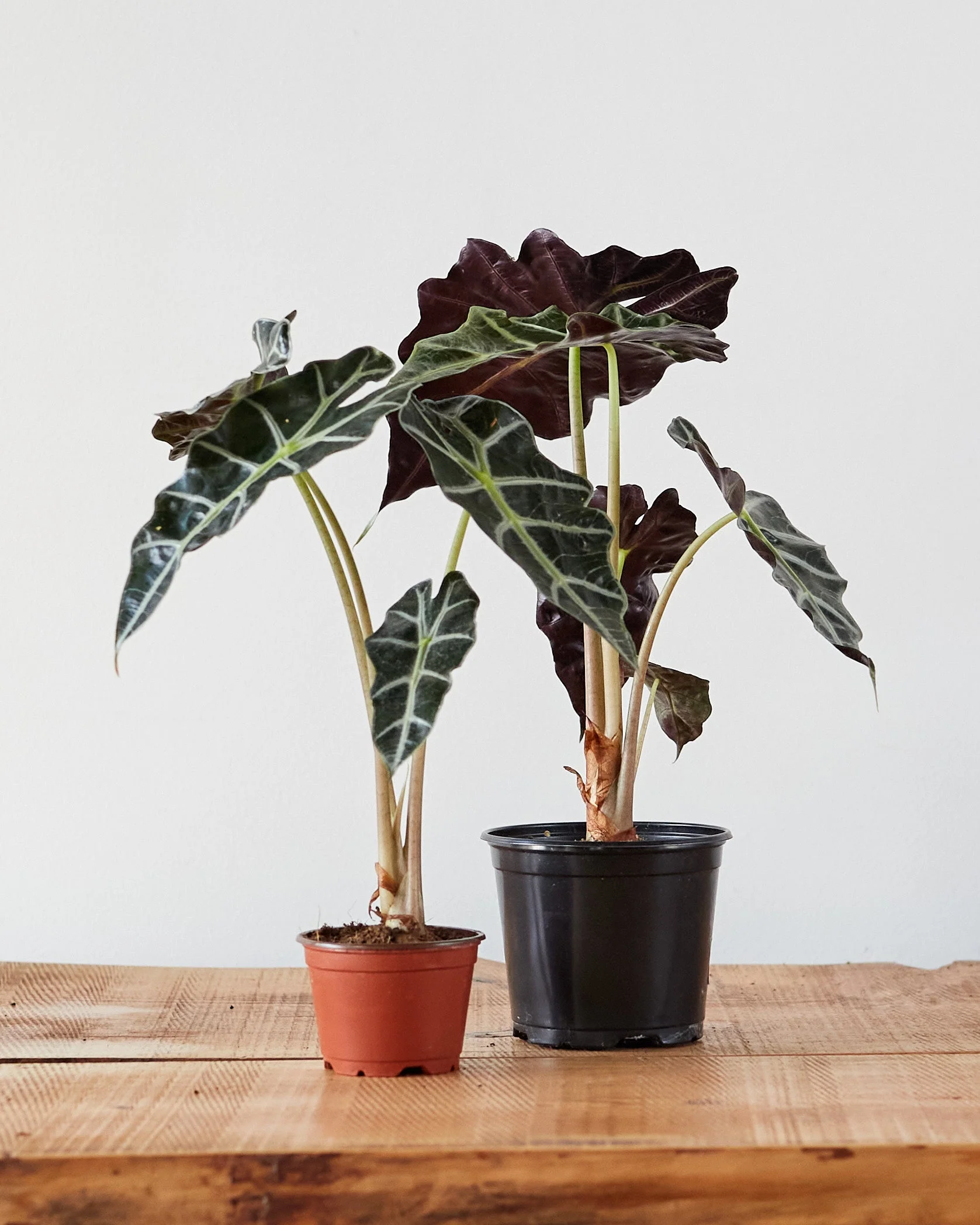 Alocasia amazonica 'Bambino' - Image 4