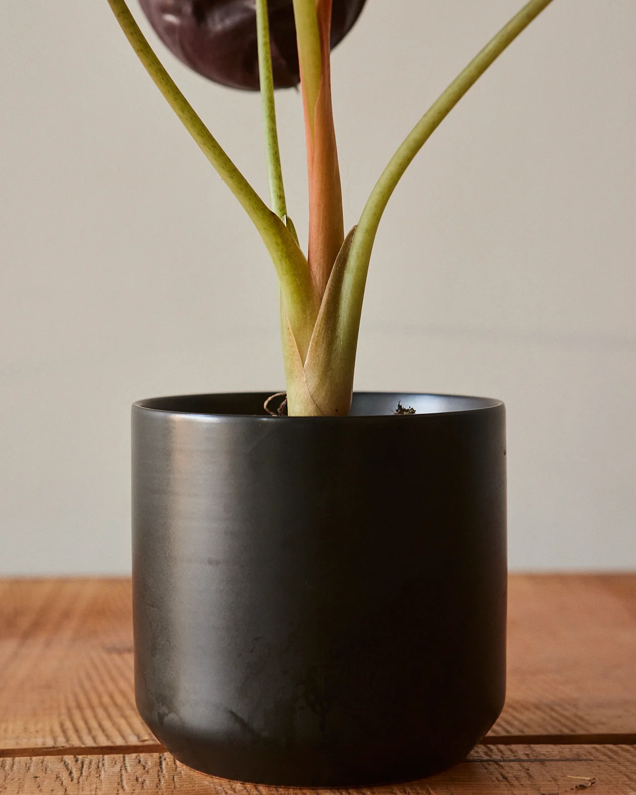 Alocasia Cuprea, 'Red Secret' - Image 4