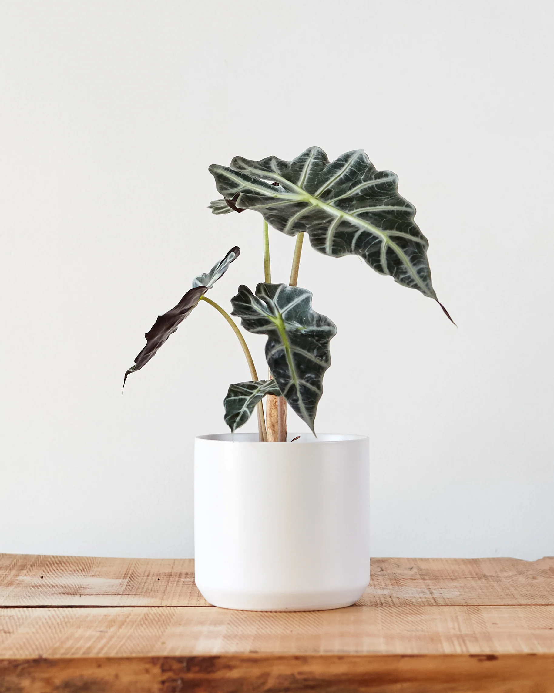 Alocasia amazonica 'Polly' - Image 2