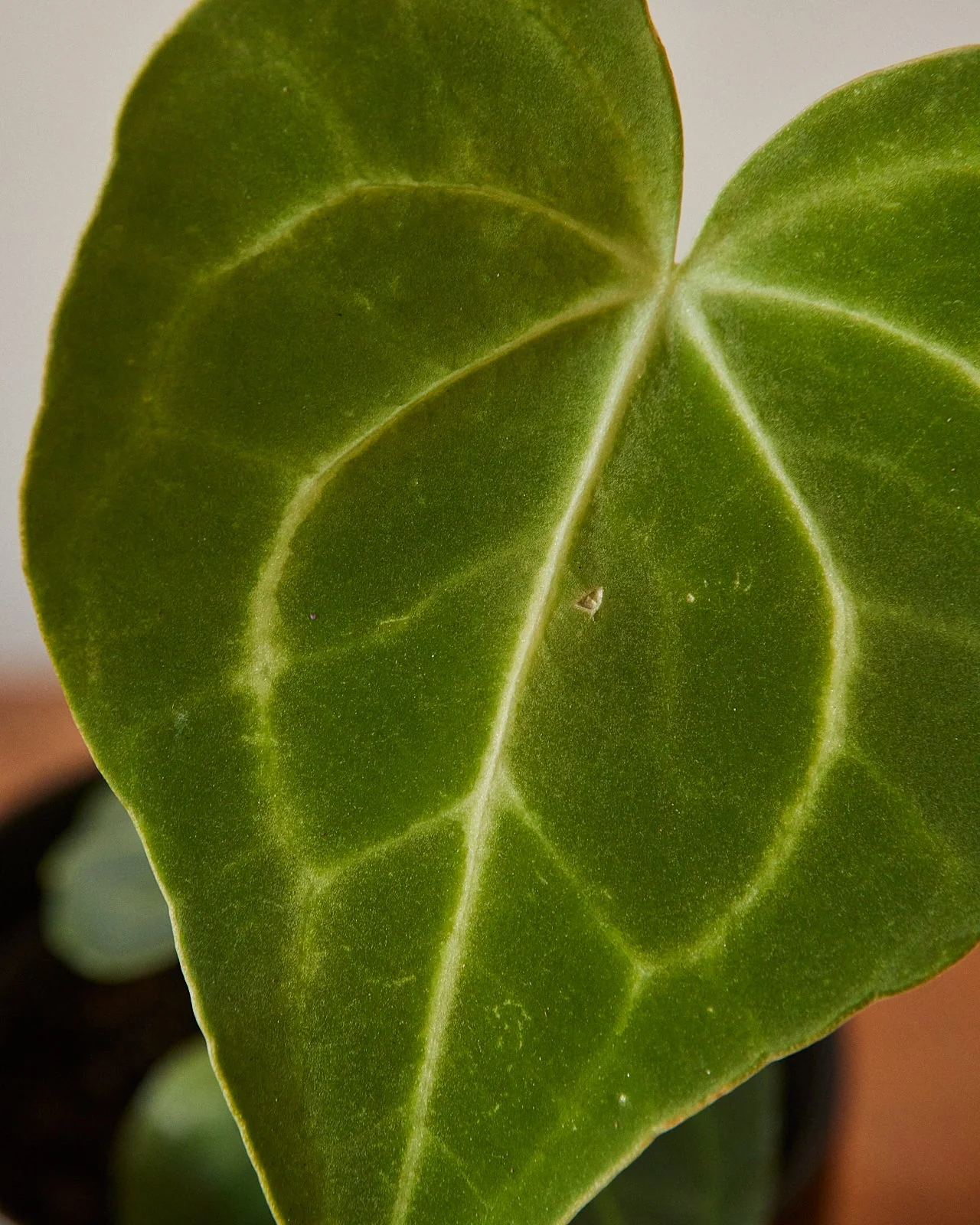 Anthurium pterodactyl - Image 3