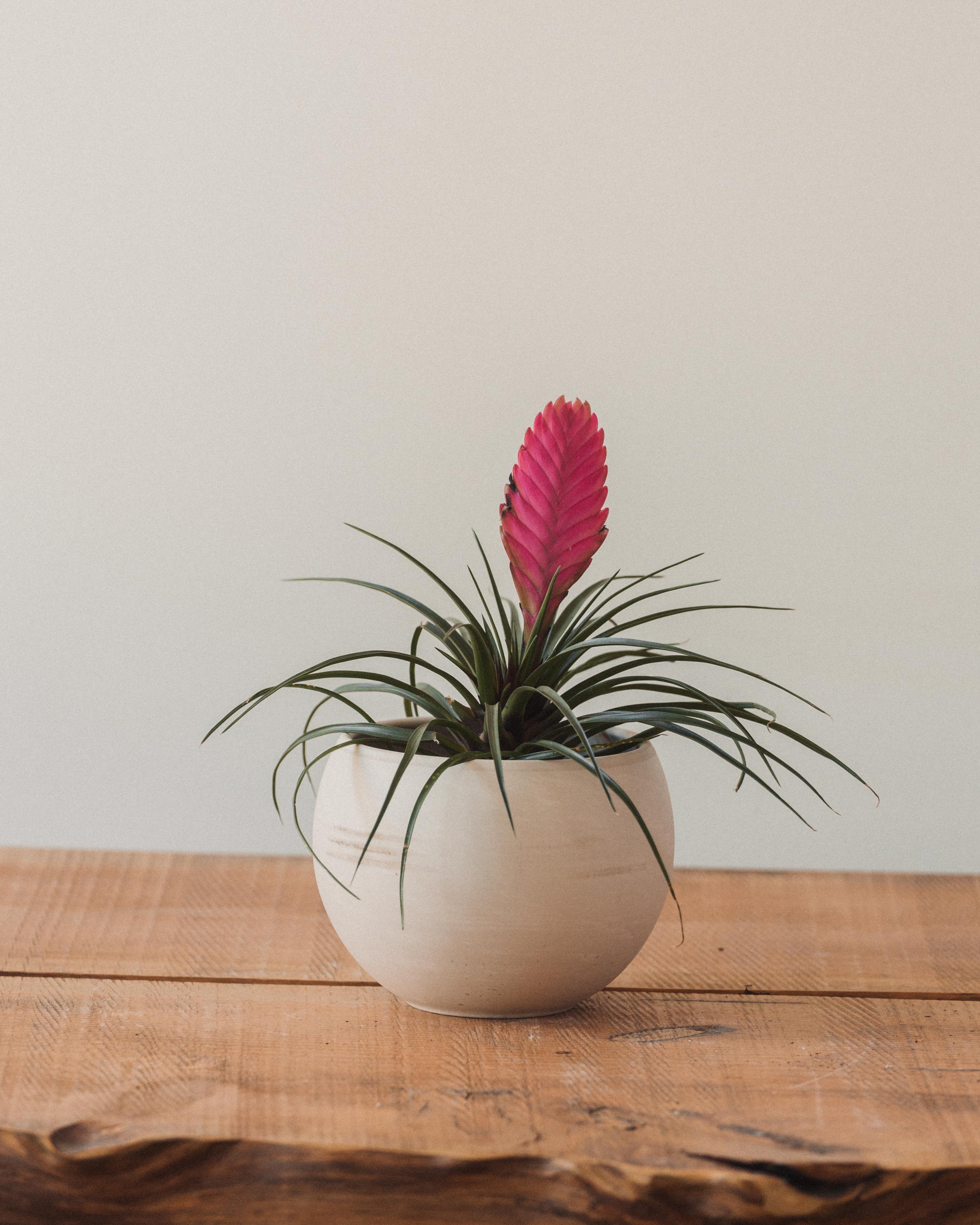 Astrid Pots, Tan - Image 3