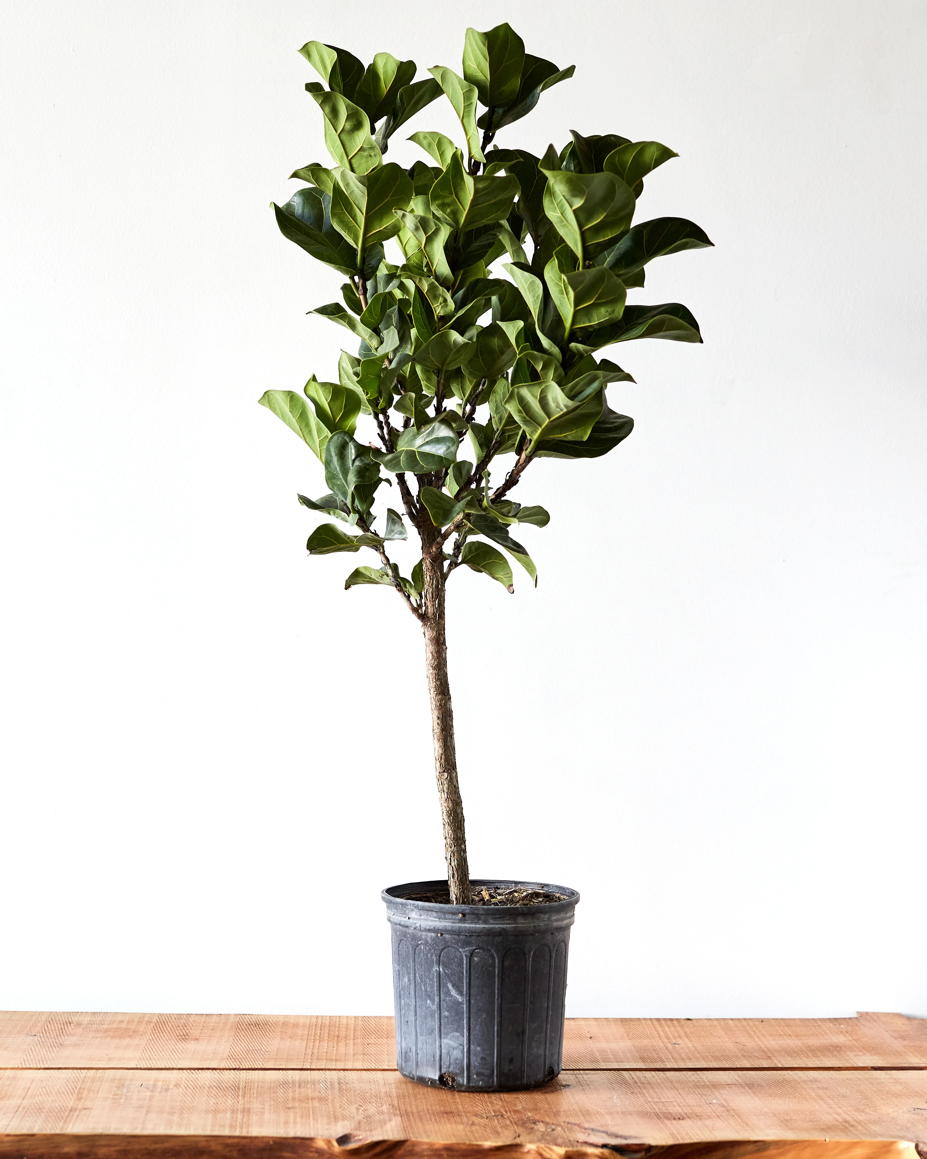 Ficus lyrata 'Little Fiddle' Tree, Fiddle Leaf Fig - Image 3