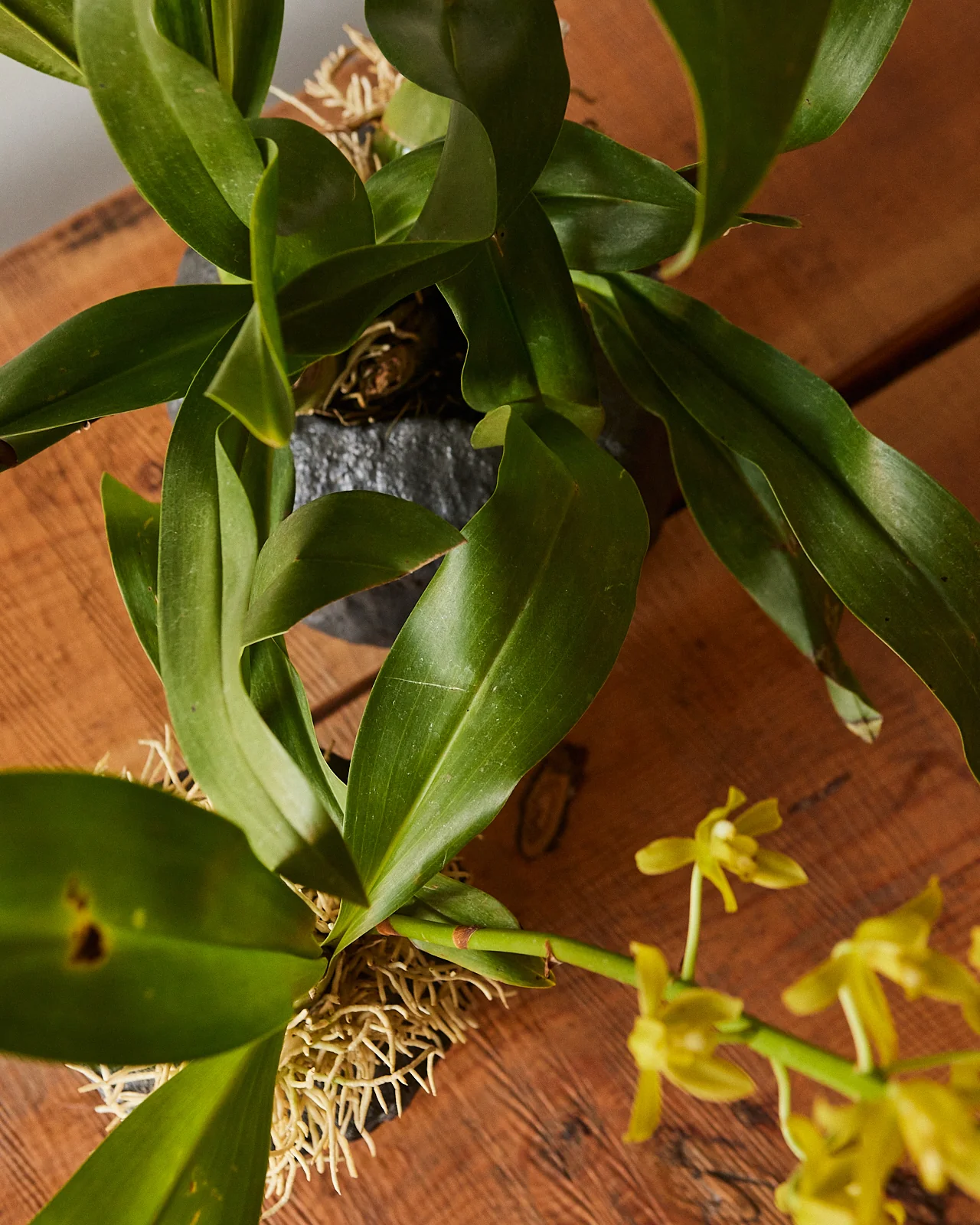 Grammatophyllum Orchid - Image 2