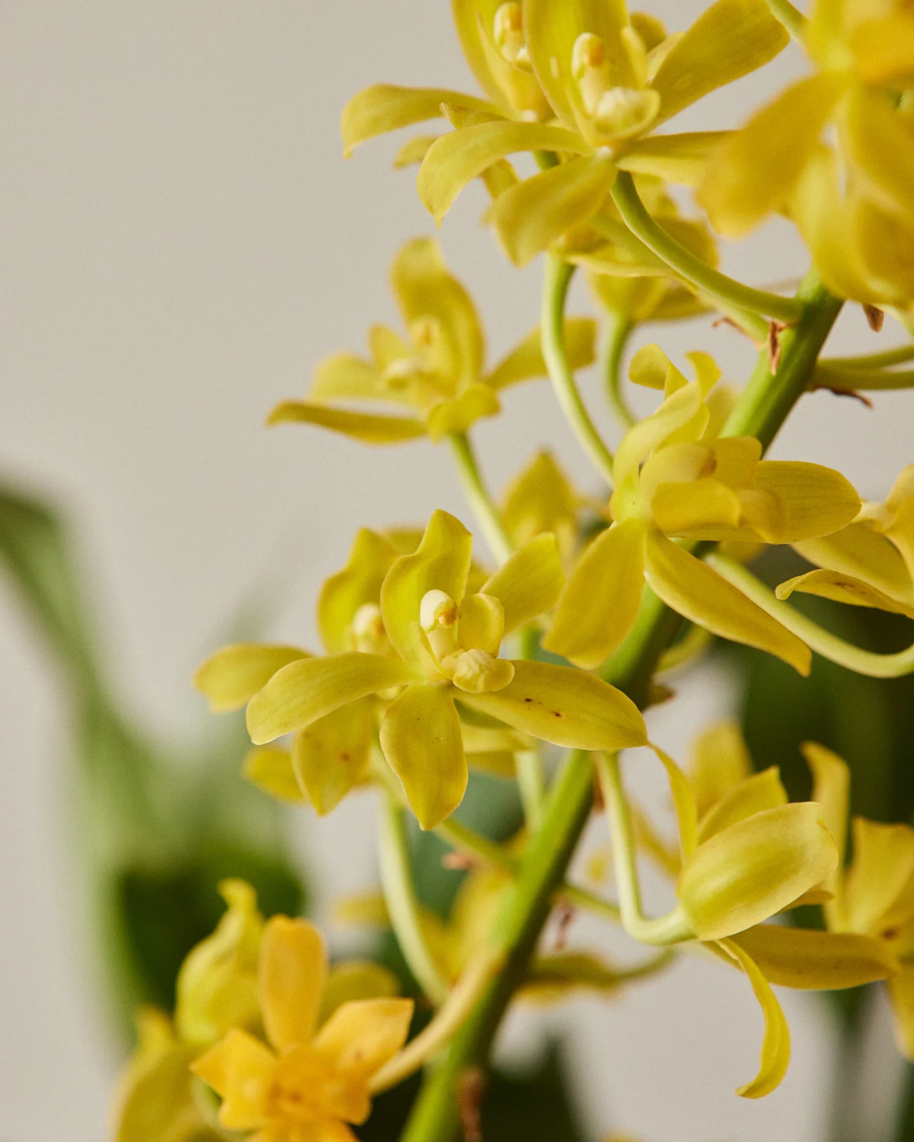 Grammatophyllum Orchid - Image 3