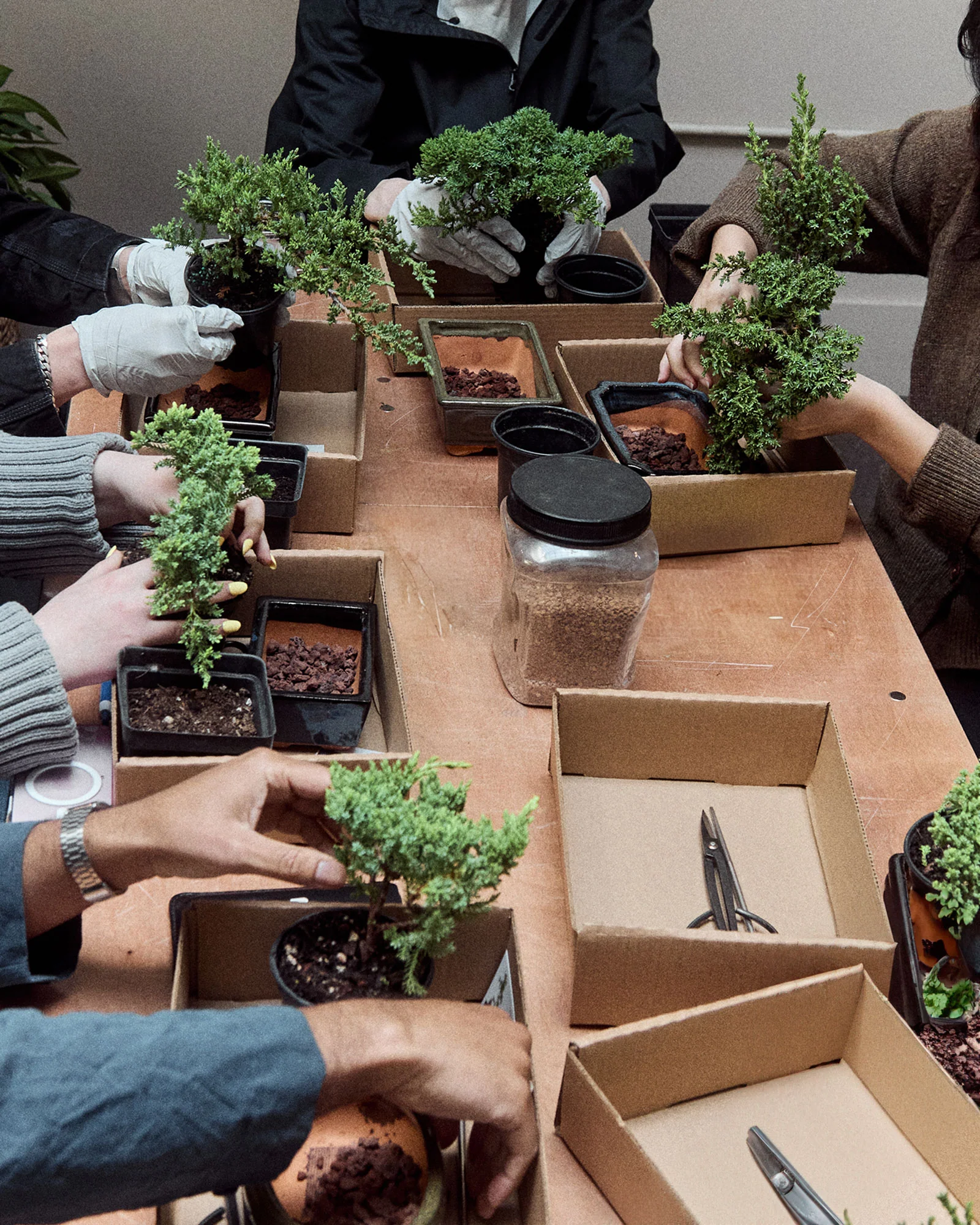Intro to Bonsai Workshop - Image 4