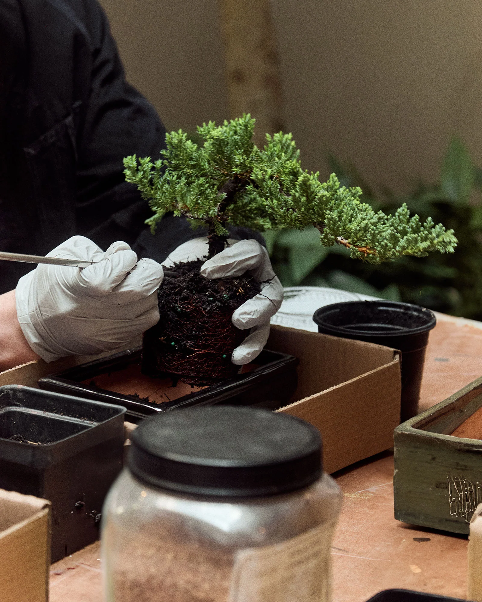 Intro to Bonsai Workshop - Image 5