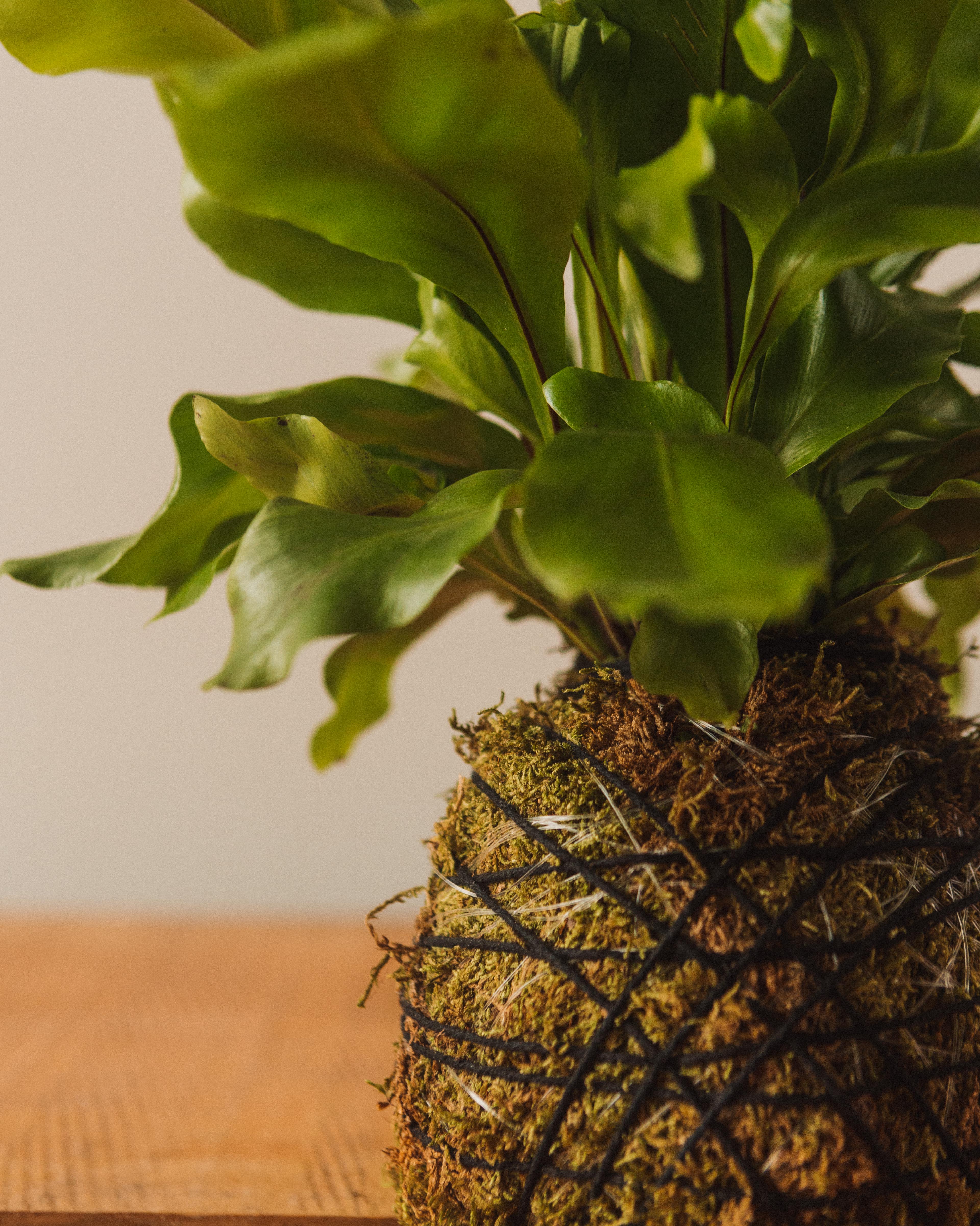 Kokedama Workshop - Image 2