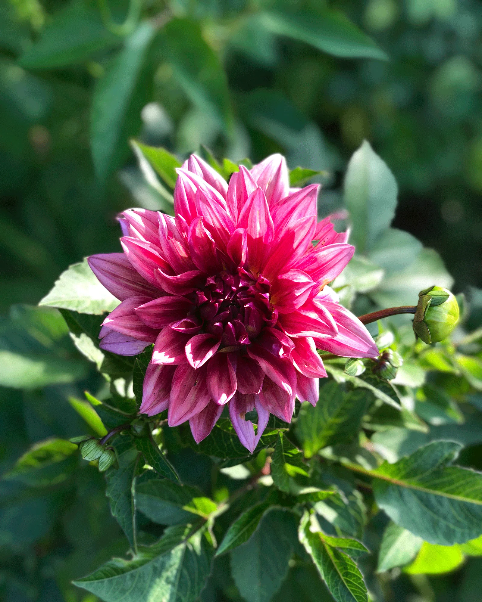 Natural Dyeing Workshop with Maggie Pate, Pigment from Petals - Image 3