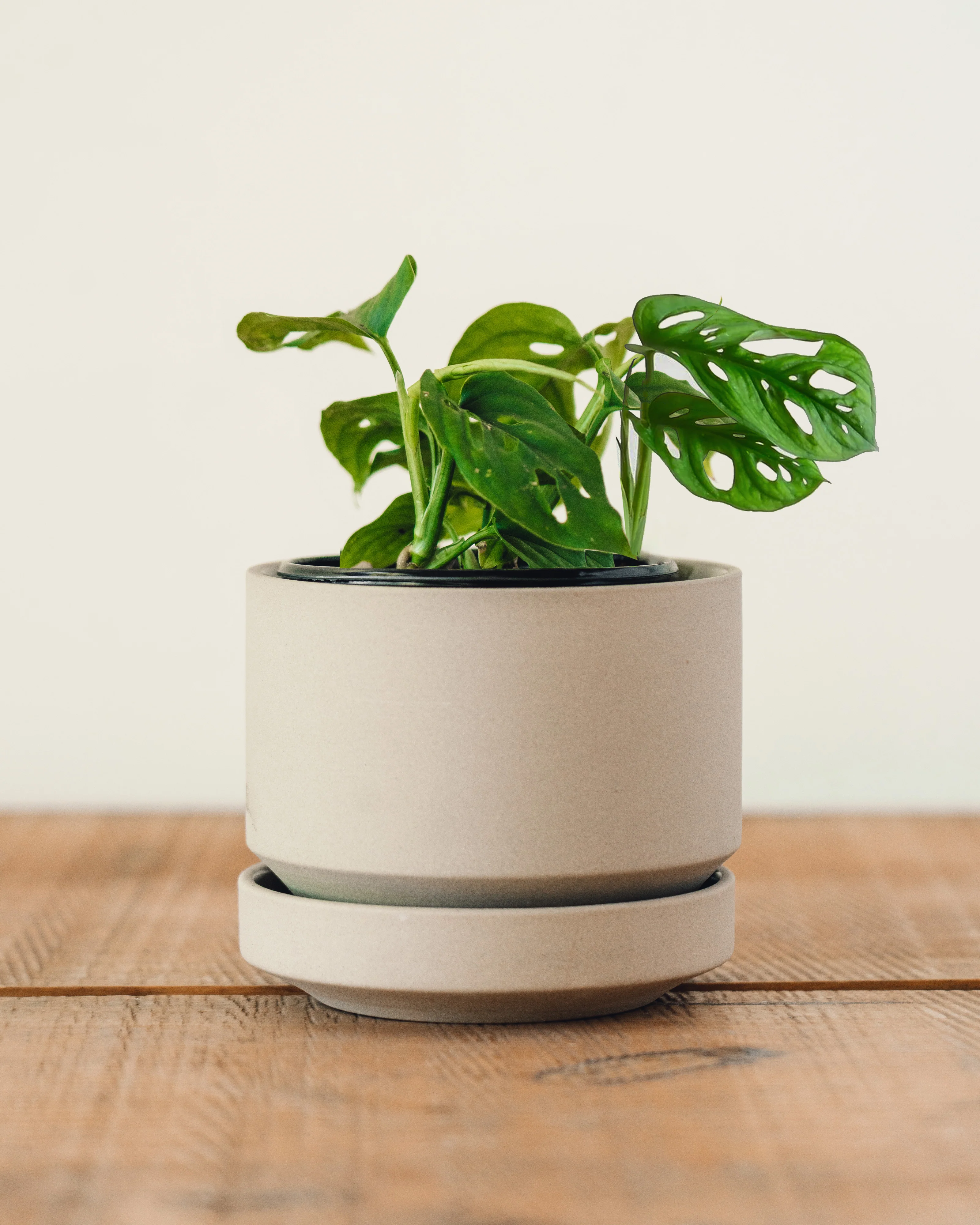 Philodendron adansonii, "Swiss Cheese Plant" - Image 2