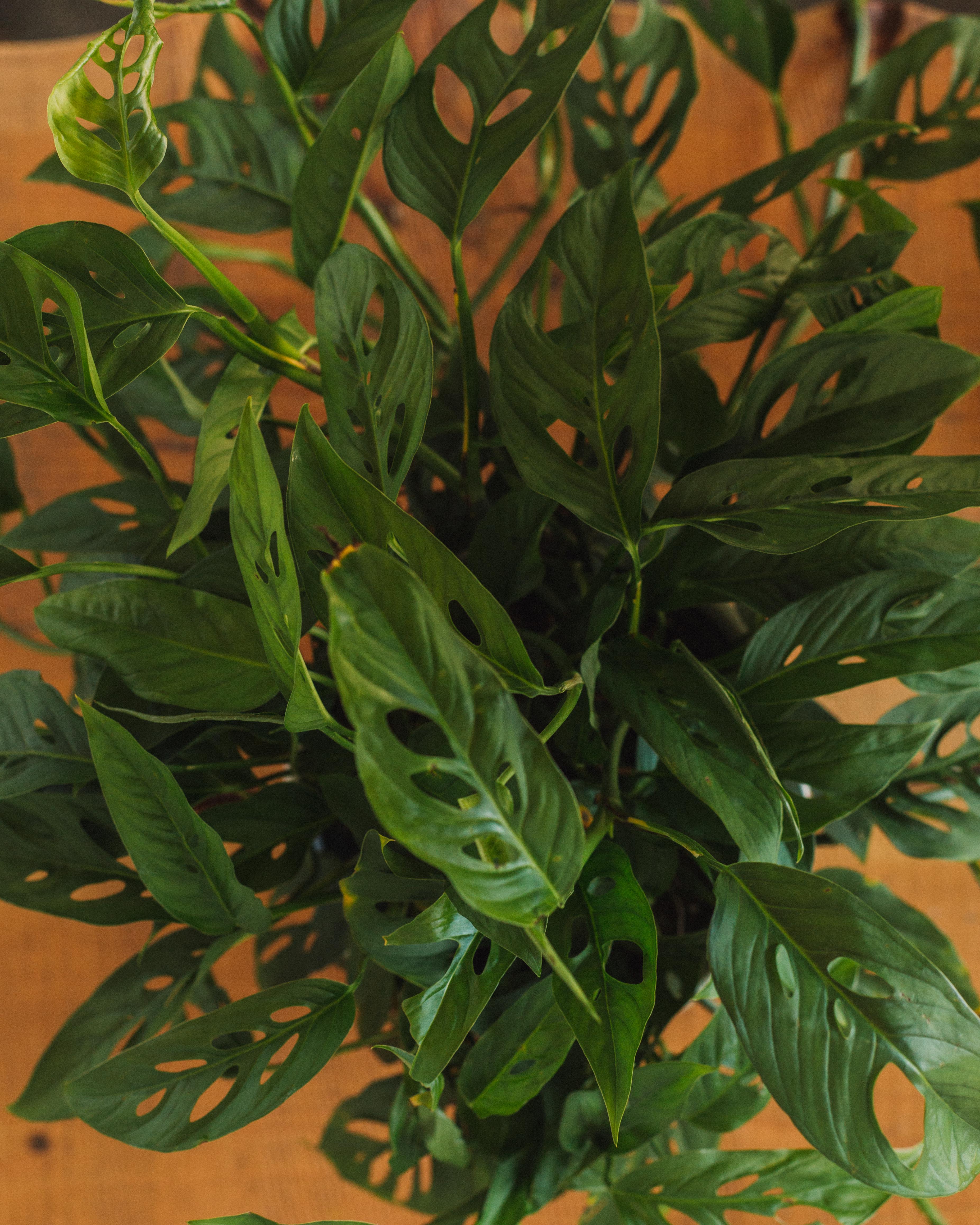 Philodendron adansonii, "Swiss Cheese Plant" - Image 4