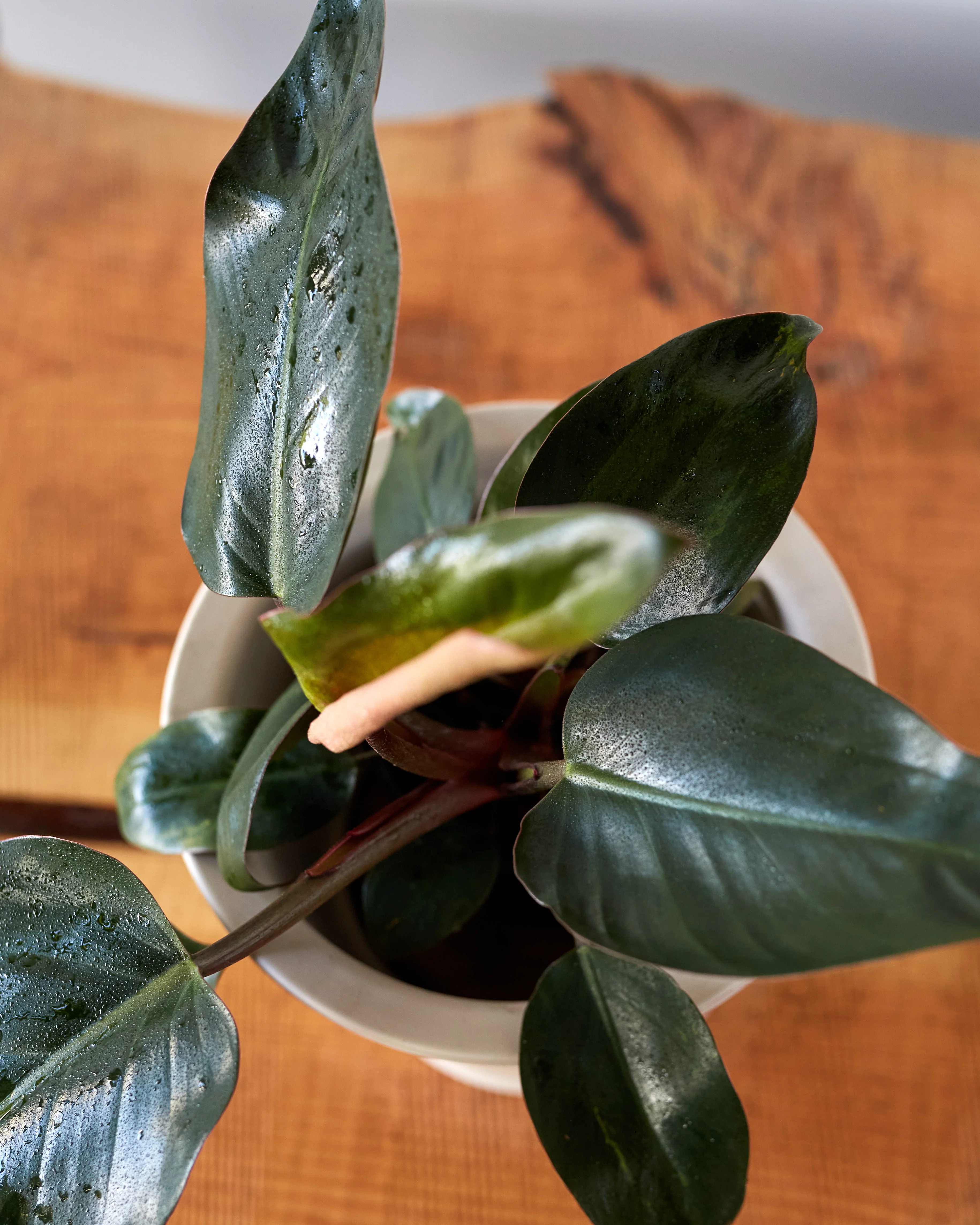 Philodendron tatei, "Congo Rojo" - Image 2