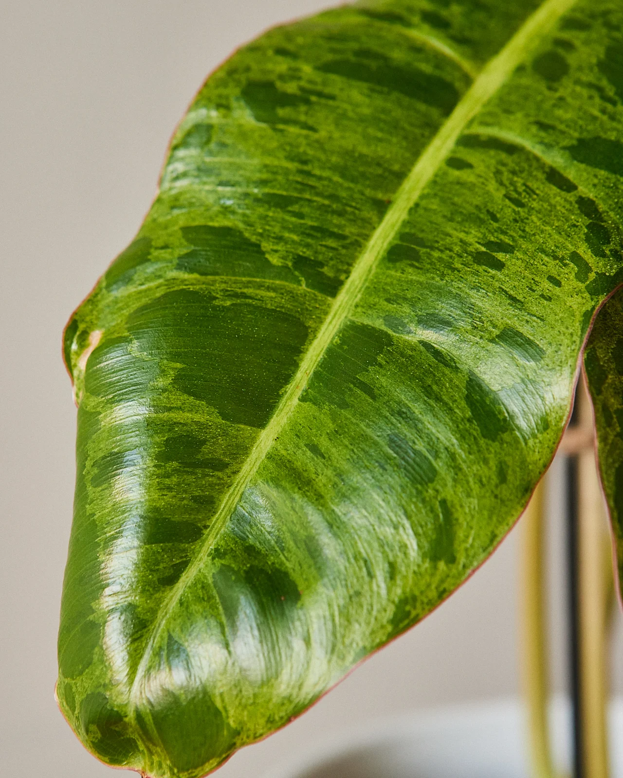 Philodendron 'Paraiso Verde' - Image 4