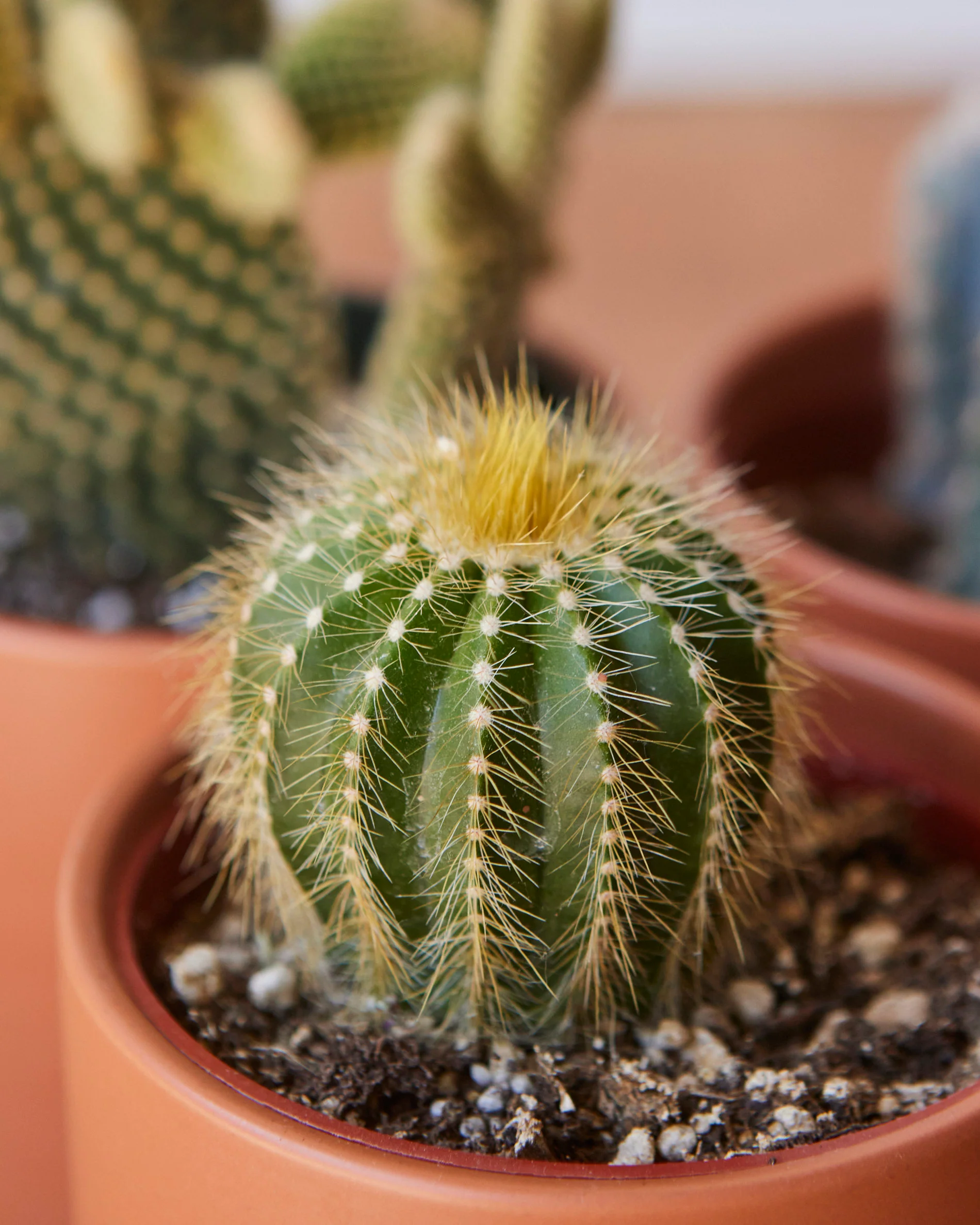 Assorted Cactus - Image 2