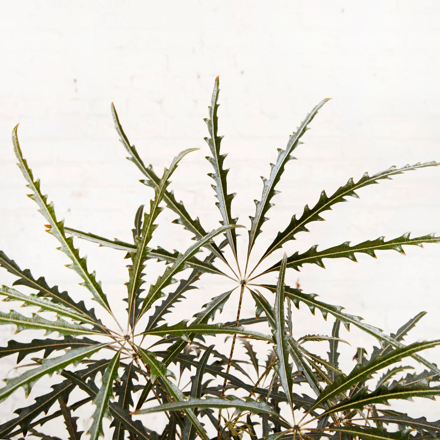 Plerandra Elegantissima, "False Aralia" - Image 2