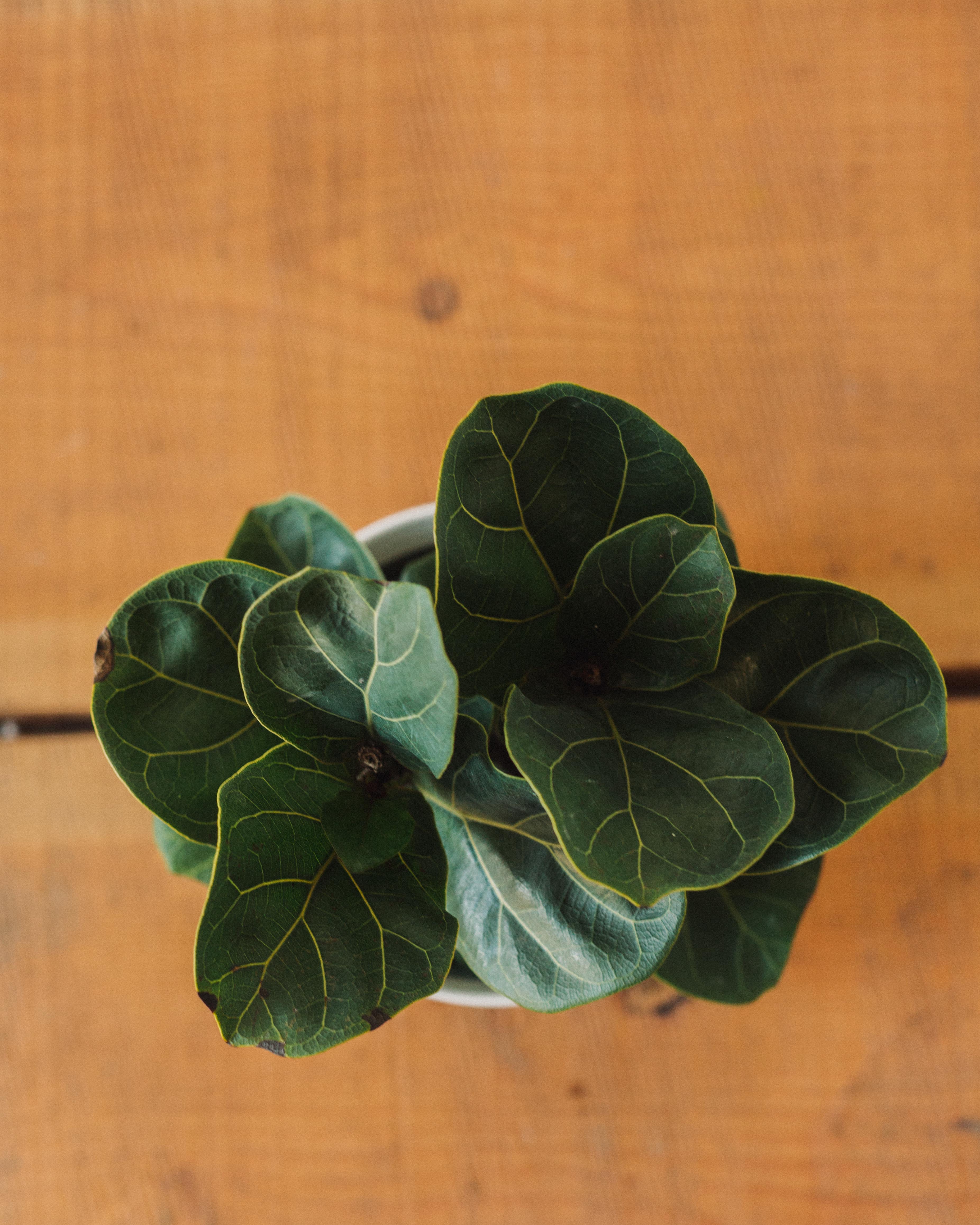 Ficus lyrata, "Fiddle Leaf Fig" - Image 2