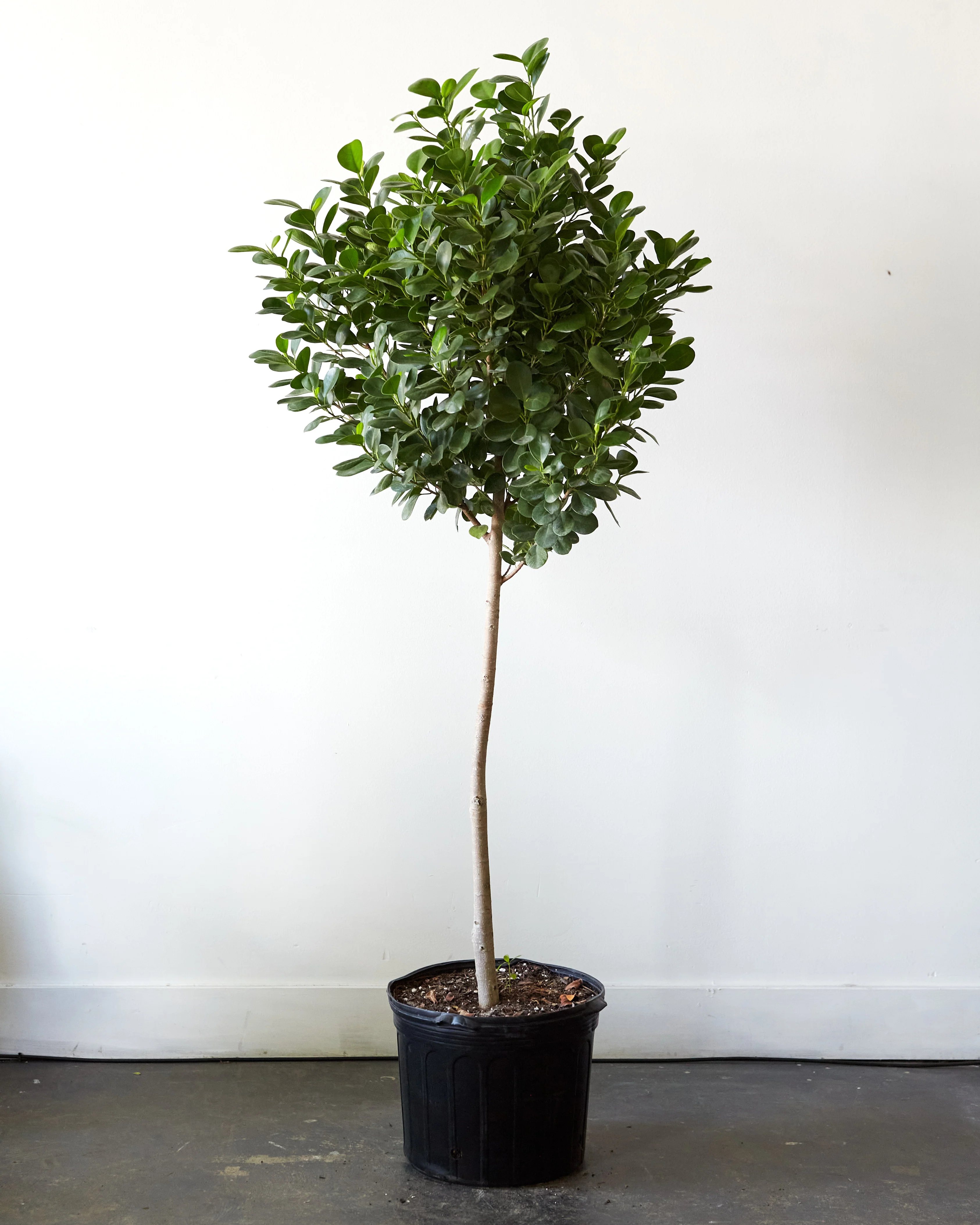Ficus microcarpa, "Ficus Moclame" - Image 7