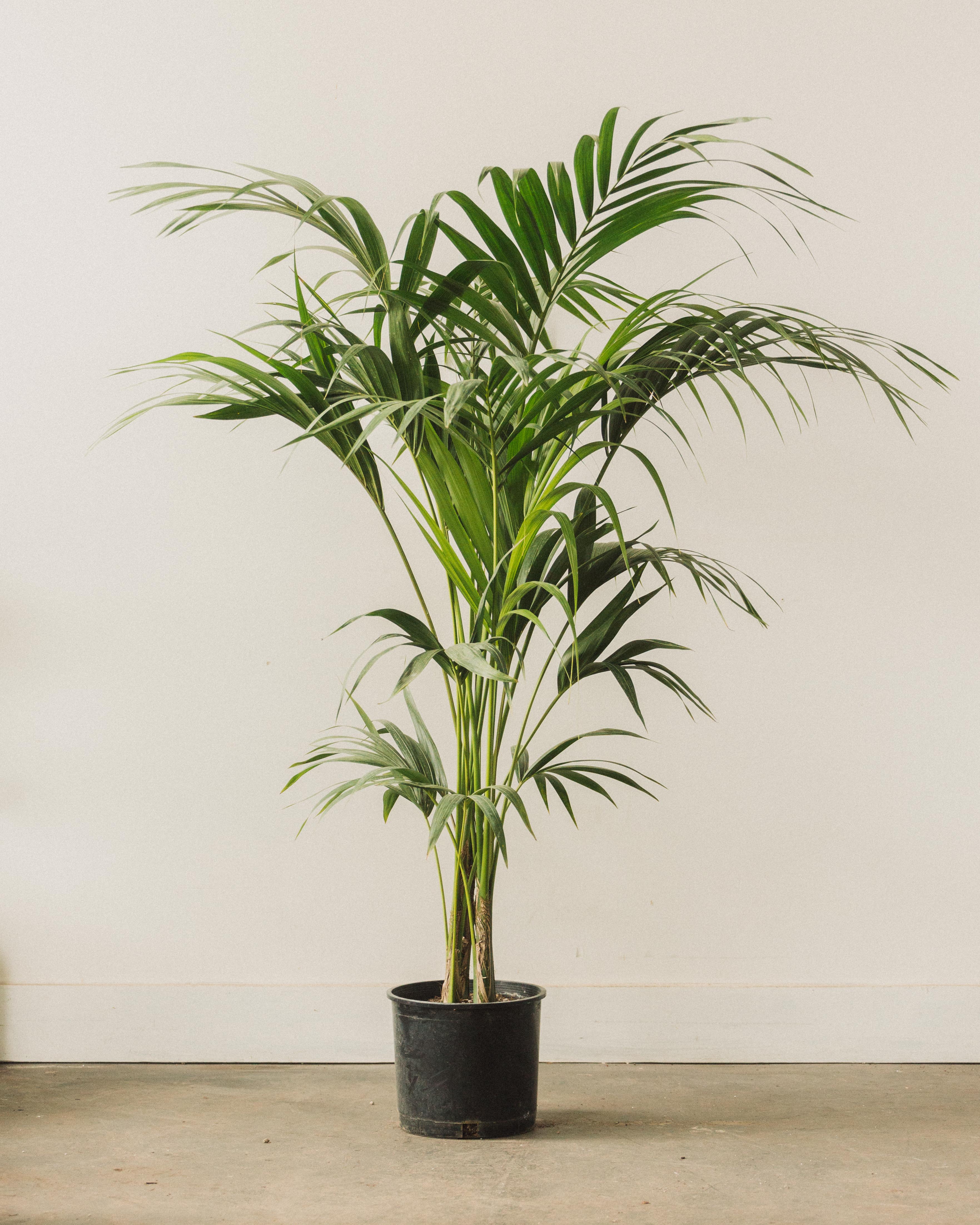 Howea forsteriana, "Kentia Palm" - Image 3