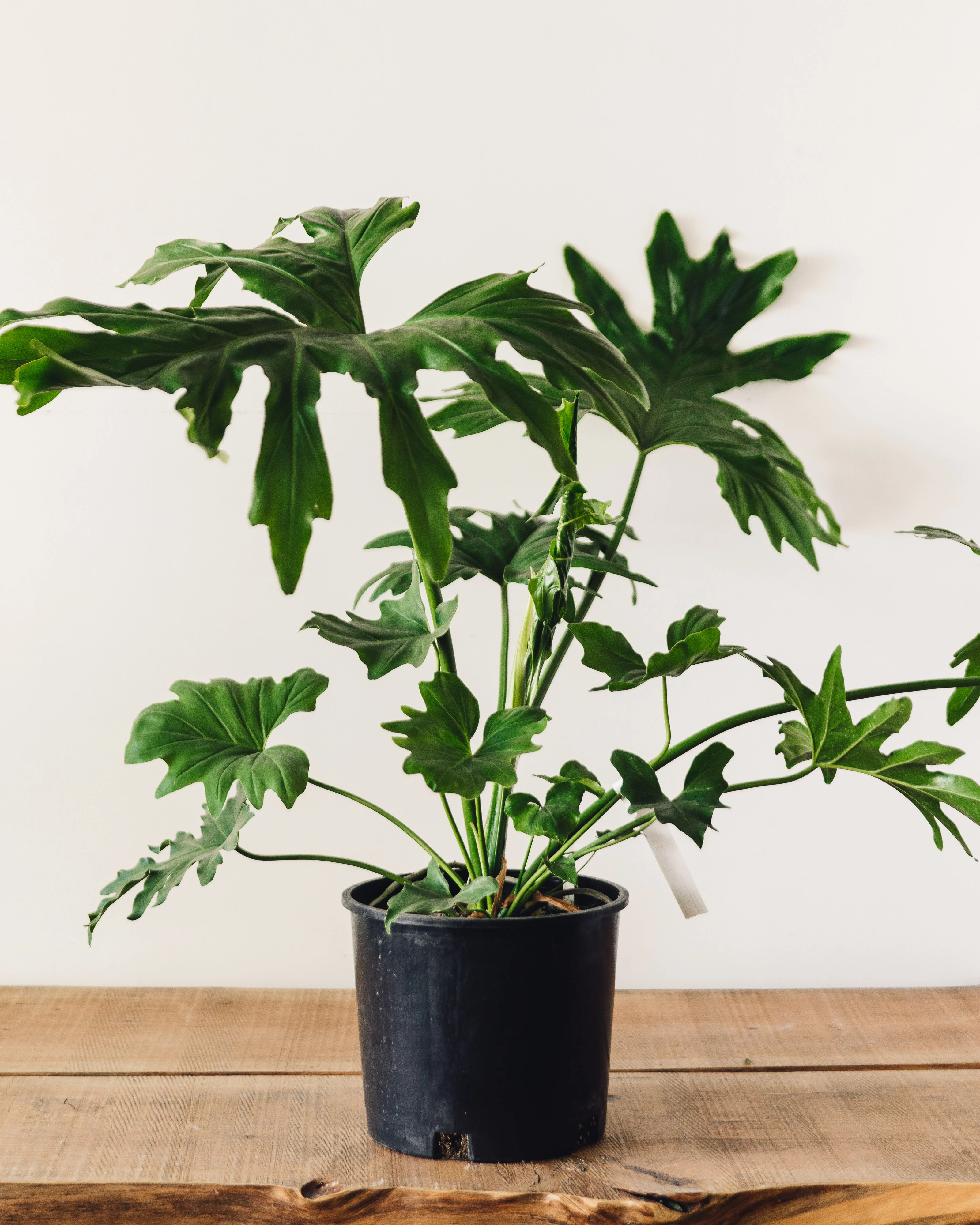 Thaumatophyllum bipinnatifidum, "Tree Philodendron" - Image 3