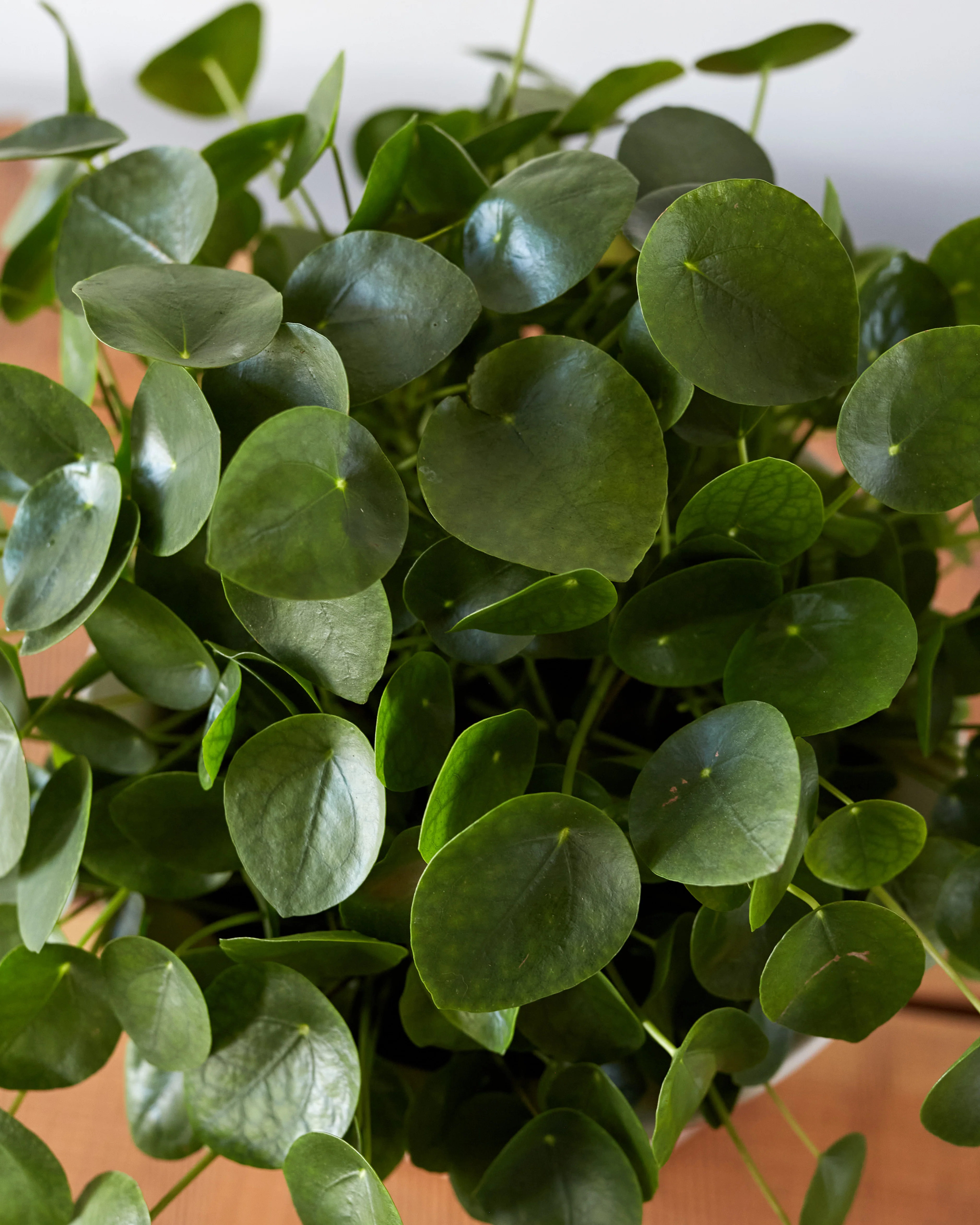 Pilea peperomioides, "Friendship Plant" - Image 4