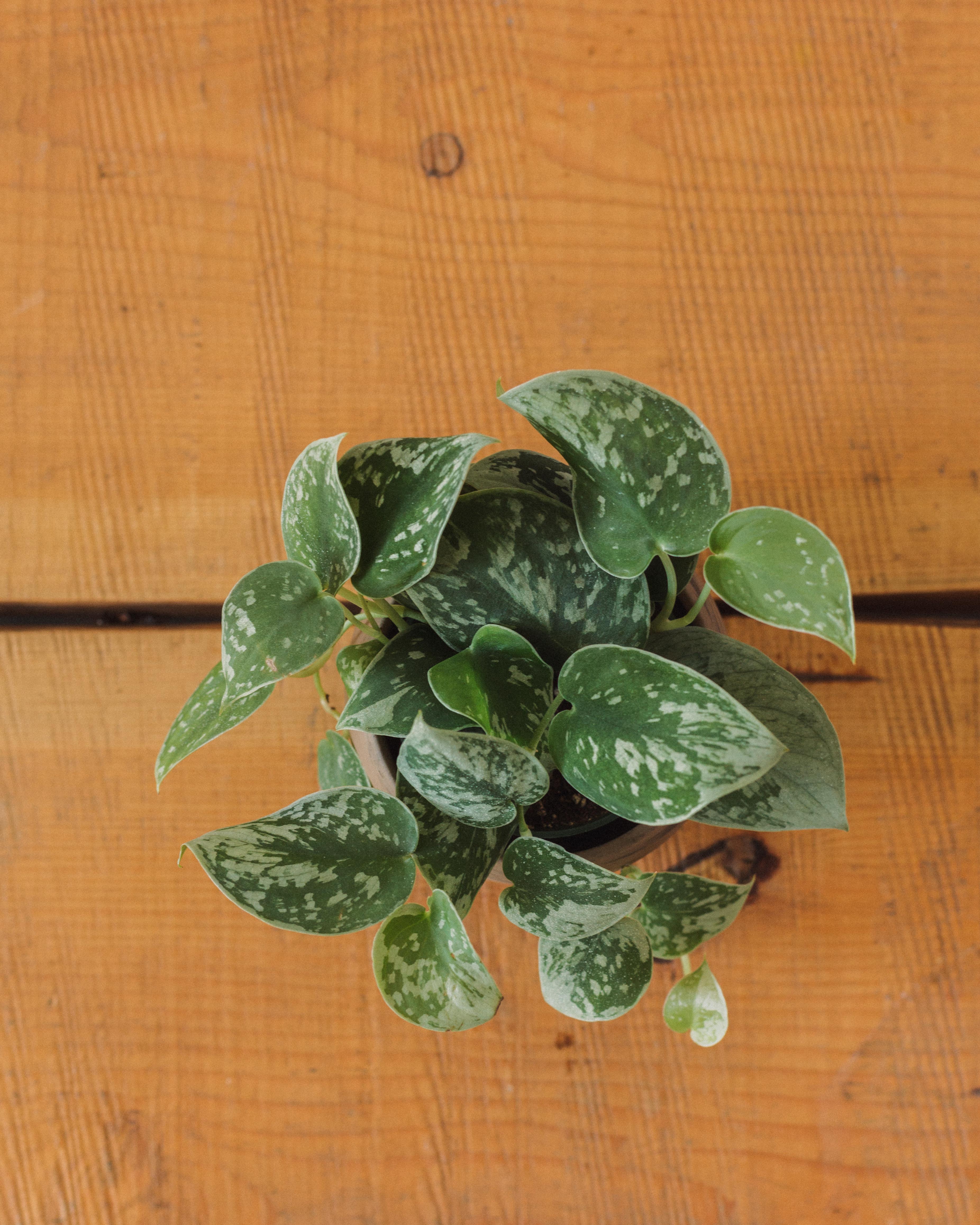 Scindapsus pictus, ‘Silver Splash Pothos’ - Image 5