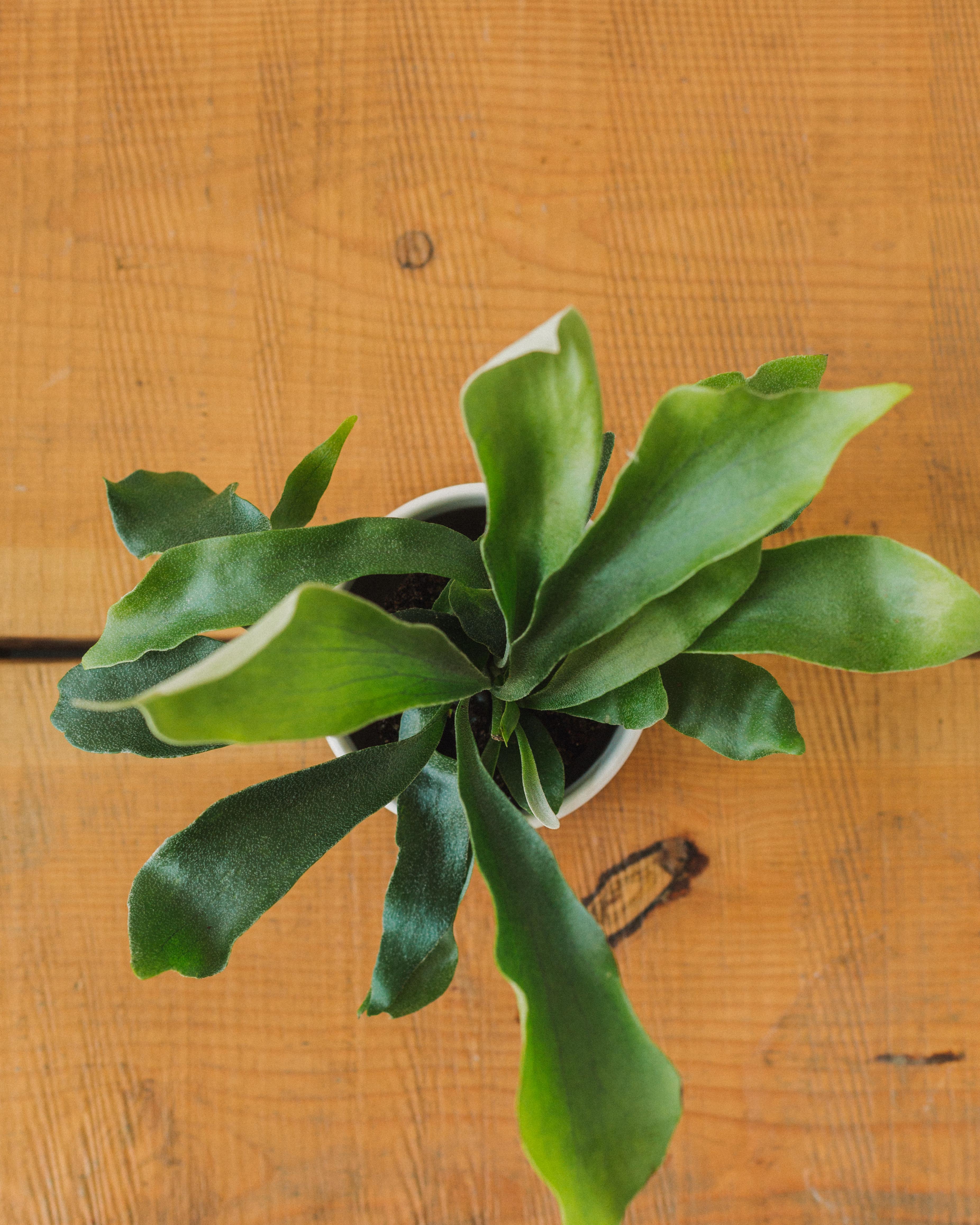 Platycerium bifurcatum, "Staghorn Fern" - Image 2
