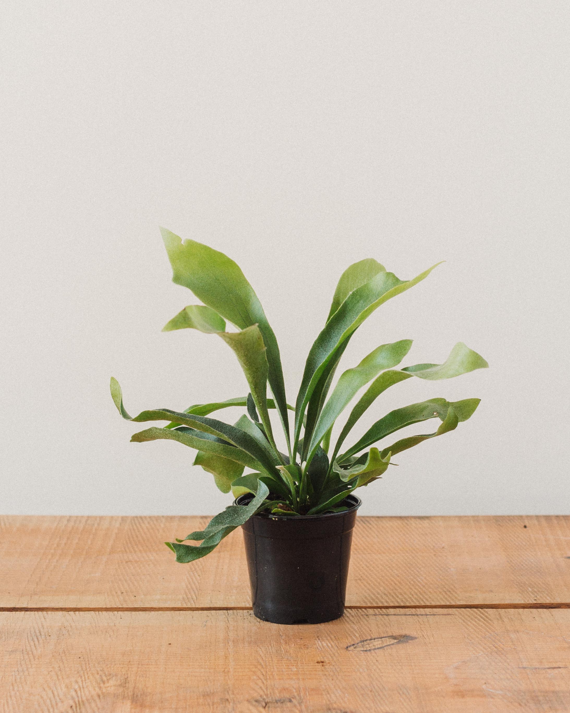 Platycerium bifurcatum, "Staghorn Fern" - Image 3