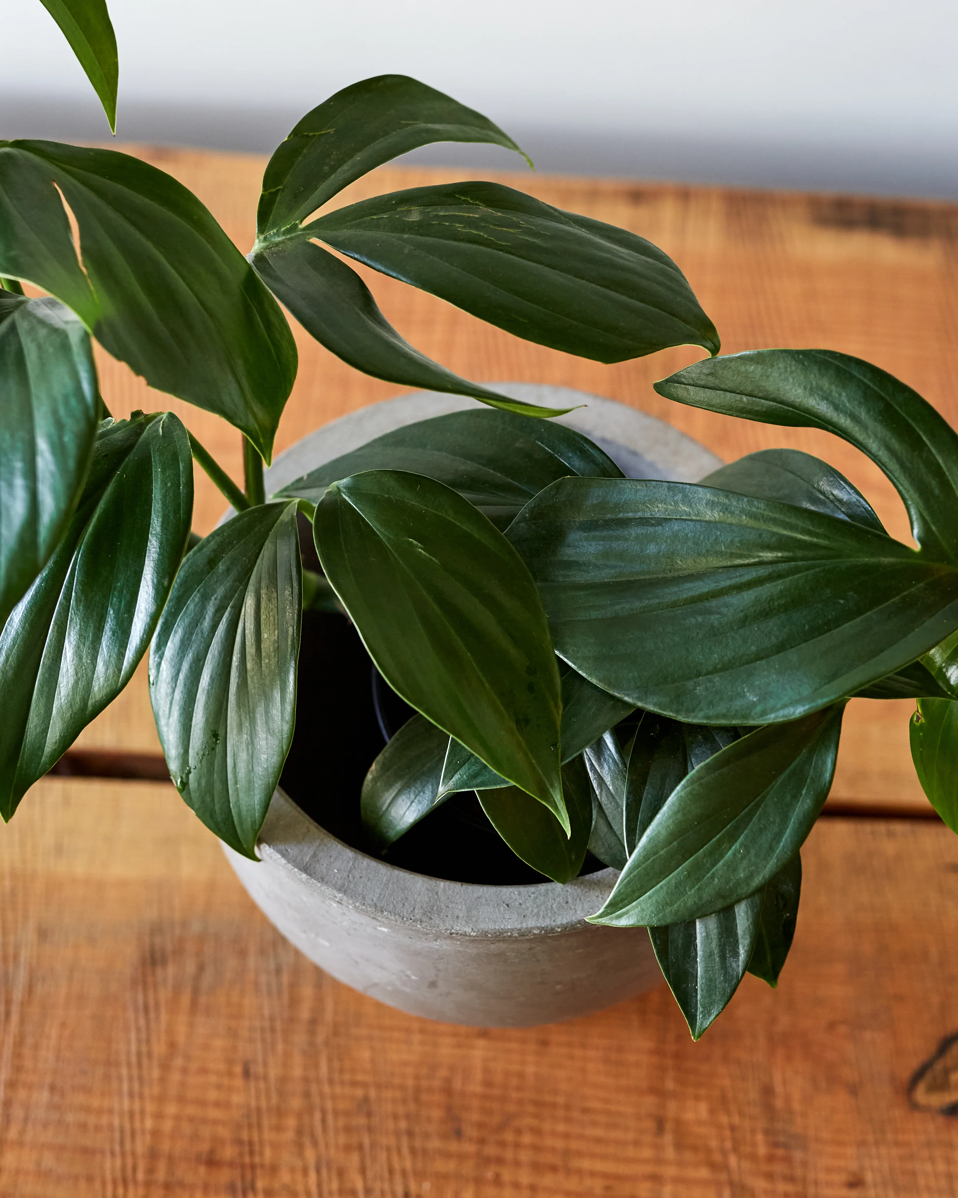 Rhaphidophora decursiva, "Creeping Philodendron" - Image 2