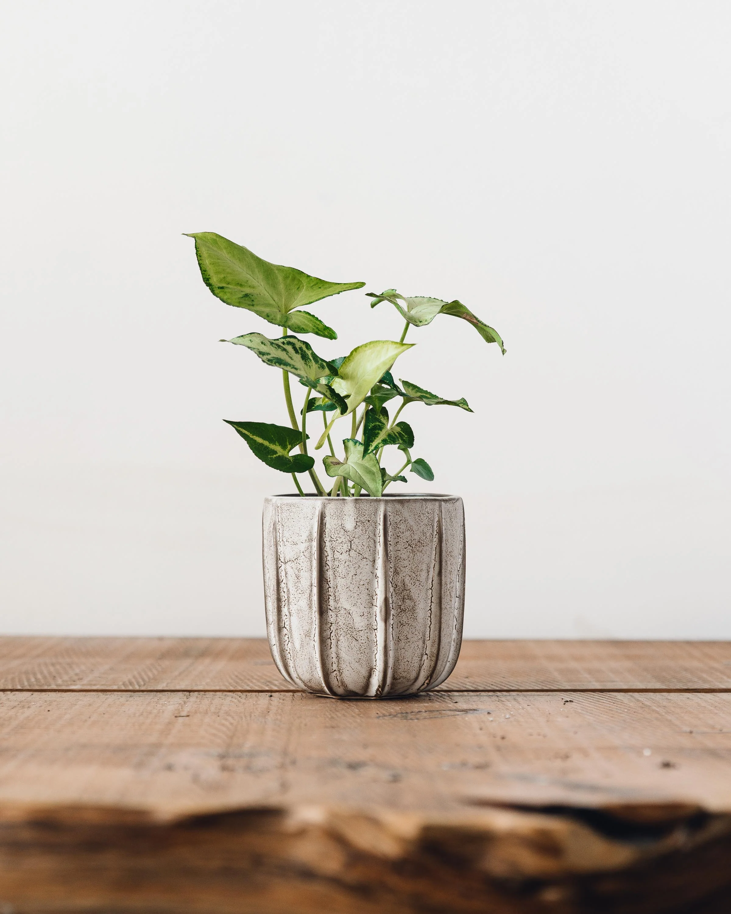 Ridgely Pot - Image 3