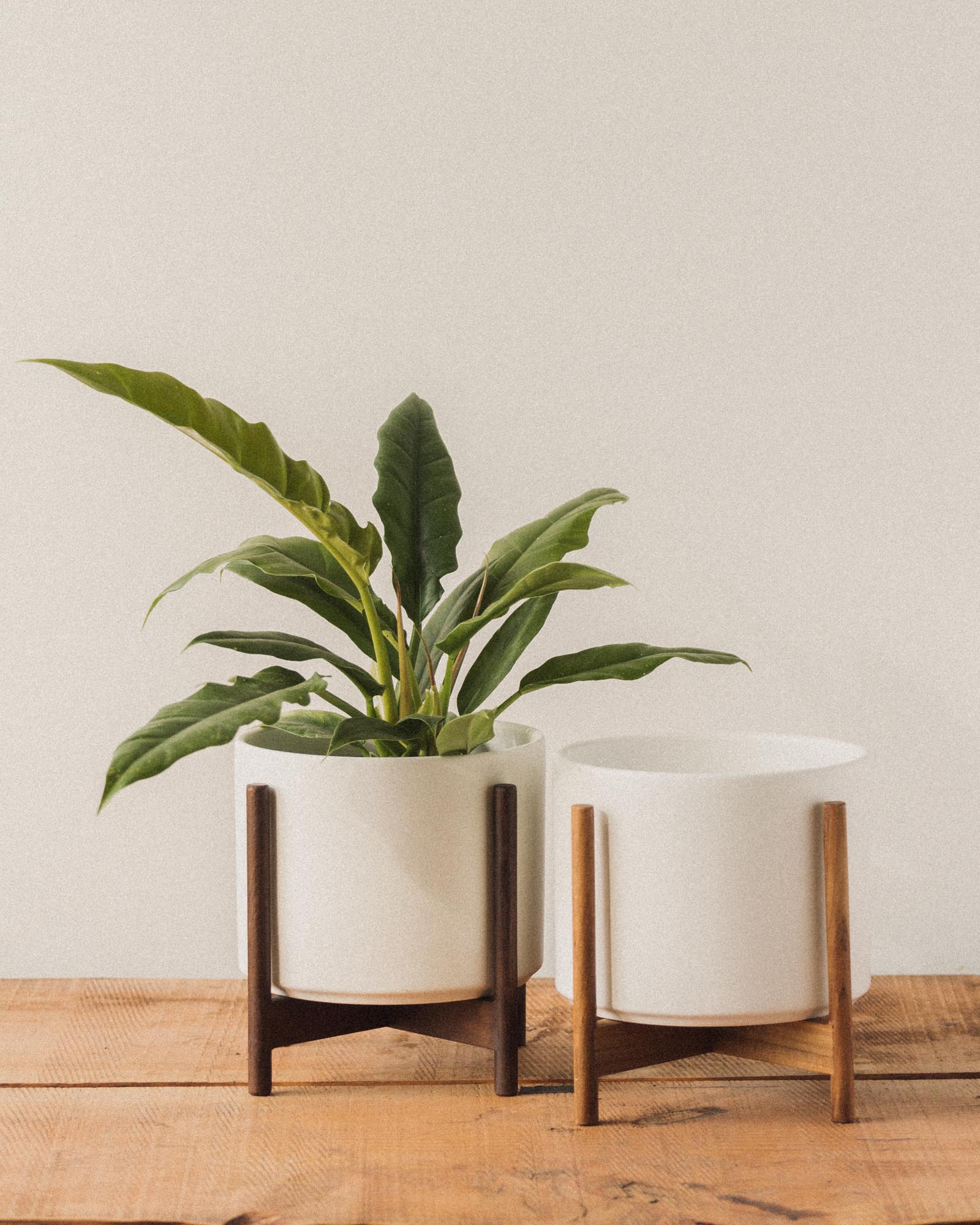 The Eight Planter - Image 5