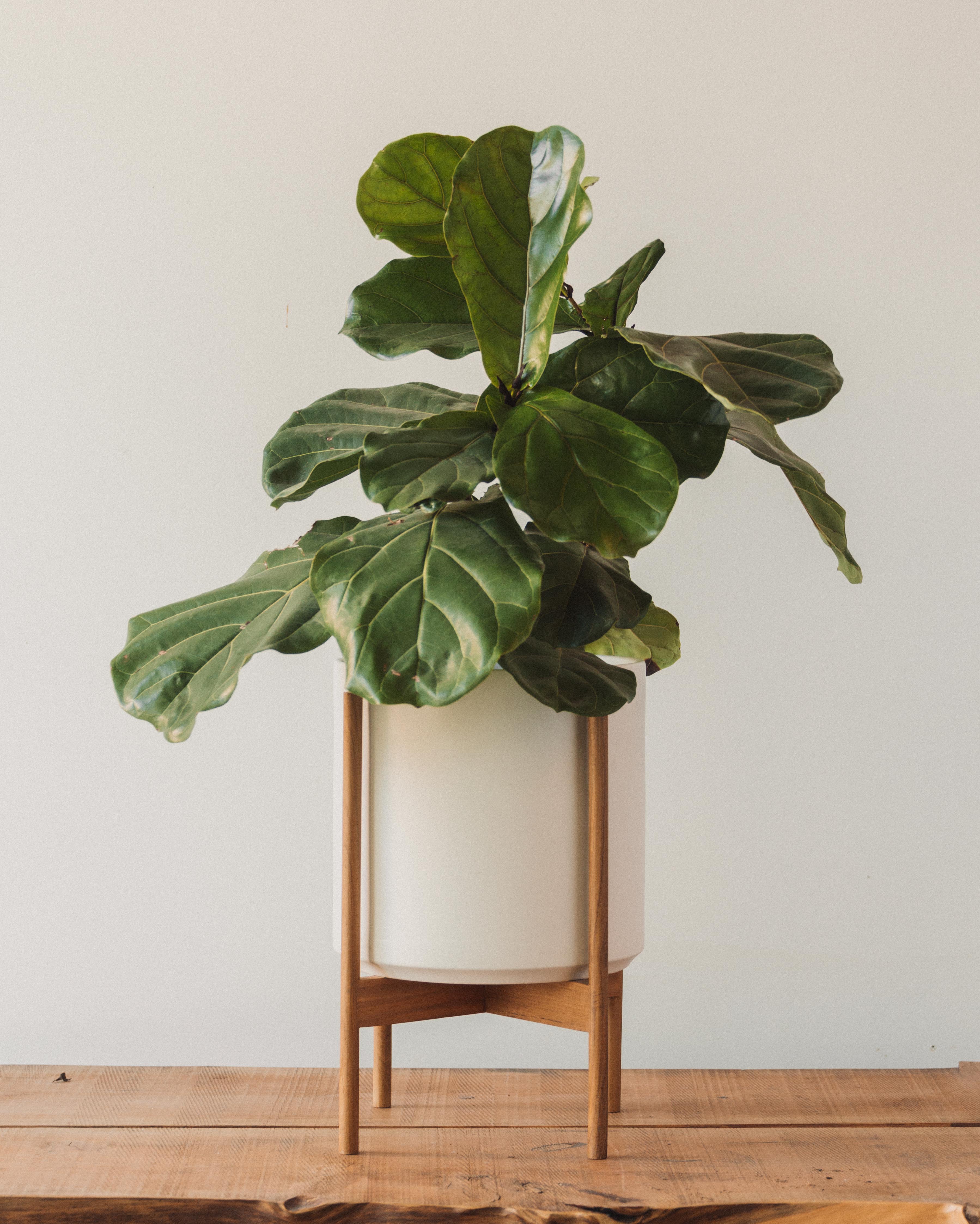 The Twelve Planter - Image 2